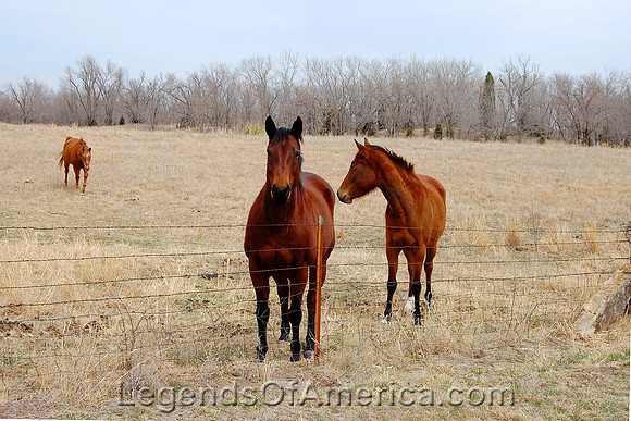 Kanopolis, KS - Horses
