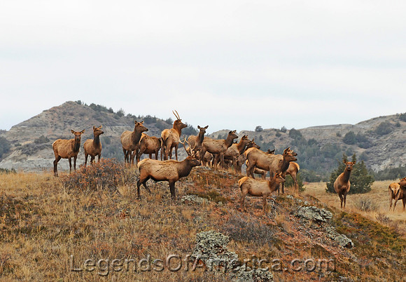 Theodore Roosevelt National Park, ND - Elk