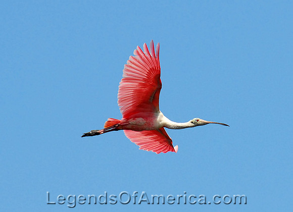 Roseate SpoonbillFL-nps