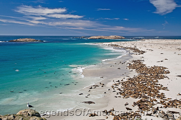 Point Bennett, CA - San Miguel Island