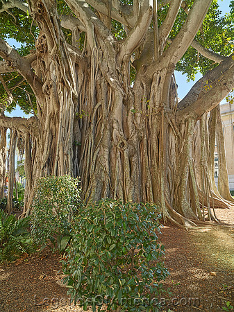 FortMyersFLBanyanTreesHighsmith2020