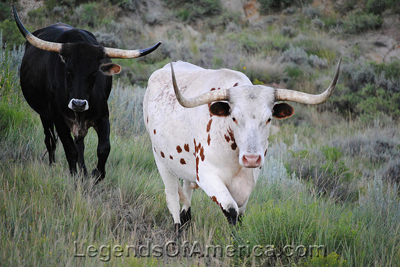 Theodore Roosevelt National Park, ND - Longhorns