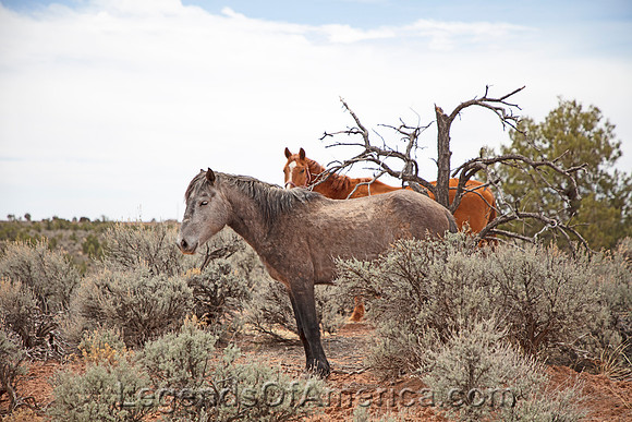 Canyon de Chelly, AZ - Wild Horses