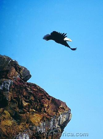 Juan de Fuca Highway, WA - Bald Eagle