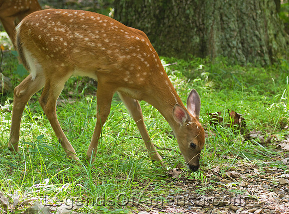 Shenandoah National Park, VA - White Tailed Deer Fawn