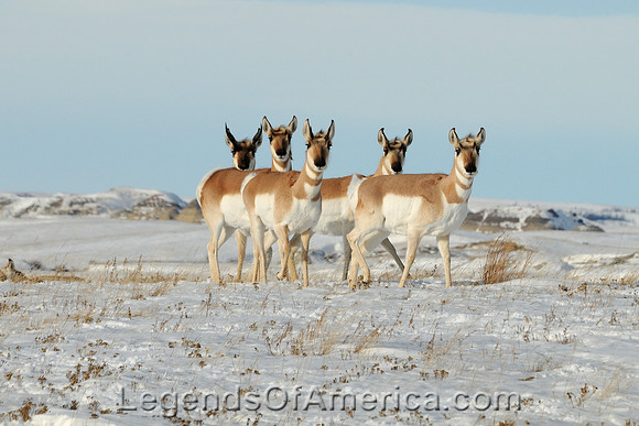 Theodore Roosevelt National Park, ND - Pronghorn Antelope