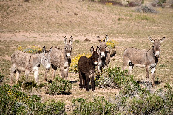 Parashant National Monument, AZ - Burros