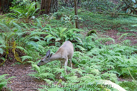 Muir WoodsNational Park, CA - Deer