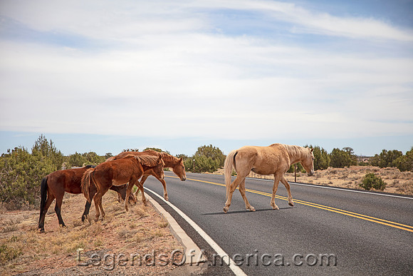 Canyon de Chelly, AZ - Wild Horses - 2