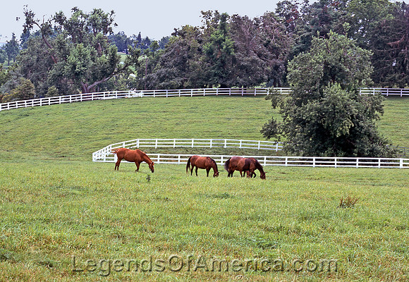 Lexington, KY - Horses