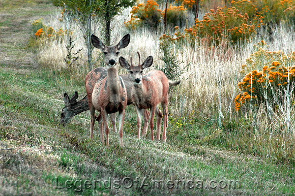 Sugarite Canyon, NM - Deer - 2