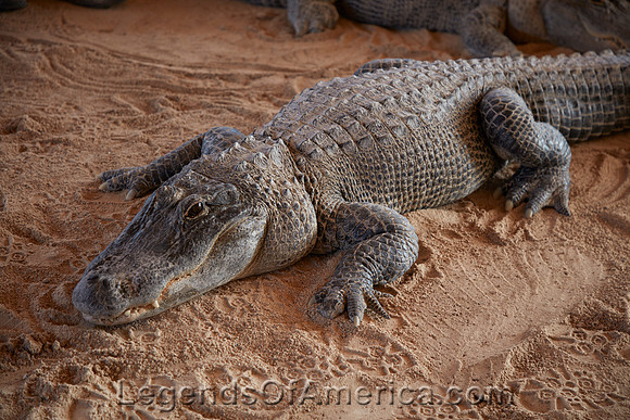 FloridaEvergladesAlligator-2Highsmith2020