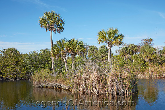 Everglades, FL - Trees