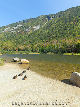 Crawford Notch State Park, NH - Saco River Ducks