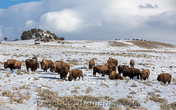 Yellowstone National Park, WY - Bison on Blacktail Deer Plateau