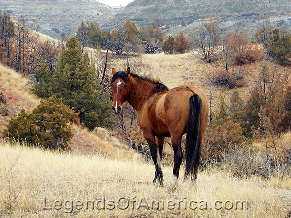 Theodore Roosevelt National Park, ND - Wild Horse