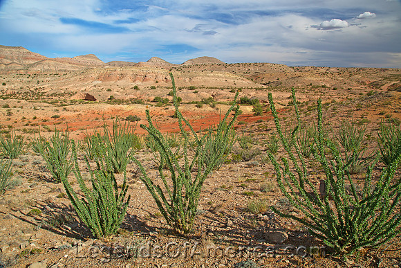 Sierra de las Canas, NM