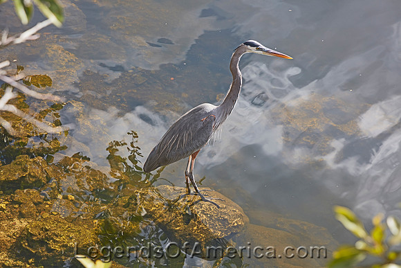 FloridaEvergladesHeron-2Highsmith2020