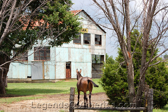 White Oak, OK - Horse's Ass