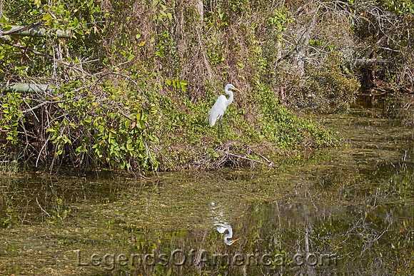 FloridaEvergladesHeronHighsmith2020