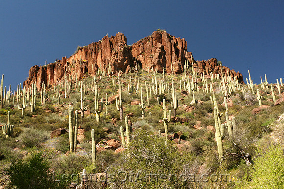 Aravaipa Canyon, AZ - Cactus