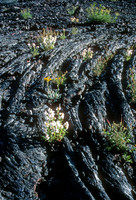 Craters of the Moon, ID - Lava Flowers
