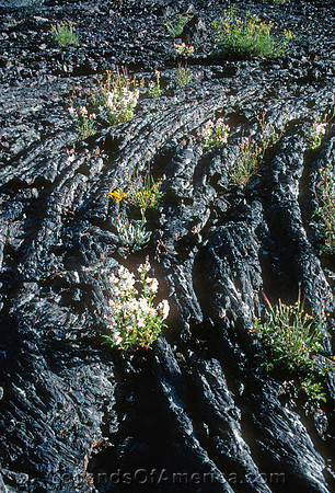Craters of the Moon, ID - Lava Flowers