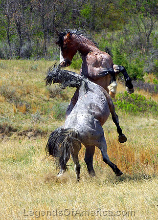 Theodore Roosevelt National Park, ND - Wild Horses