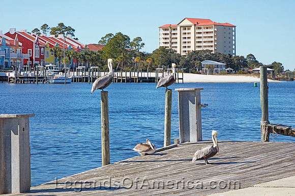 Perdido Key, FL - Pelicans