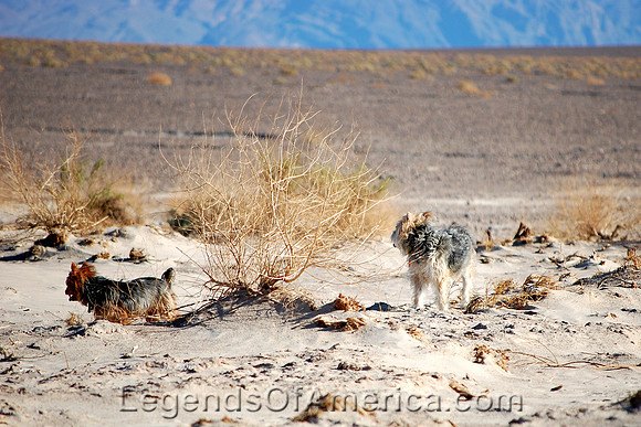 Death Valley, CA - Desert Dogs