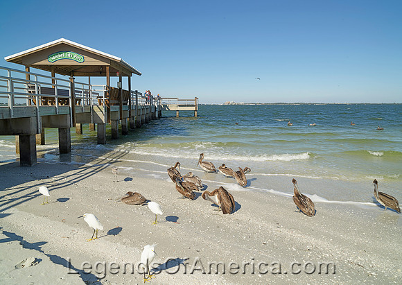 Sanibel Island, FL - Pier Seabirds