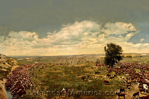Rounding up the herd, 1912