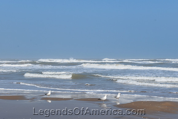 Brownsville, TX - GulfofMexicoBirds