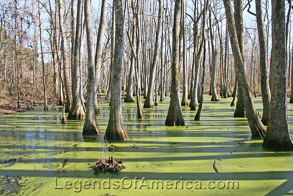 Natchez Trace Parkway, MS - Cypress Swamp
