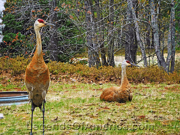 Pictured Rocks, MI - Sandhill Cranes
