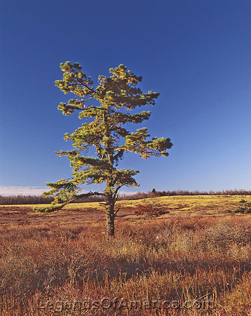 Shenandoah National Park, VA - Big Meadows