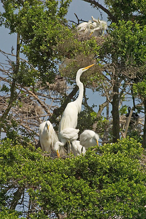 Minneapolis, MN - Mississippi River Egrets