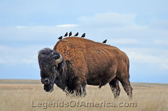Buffalo & Birds