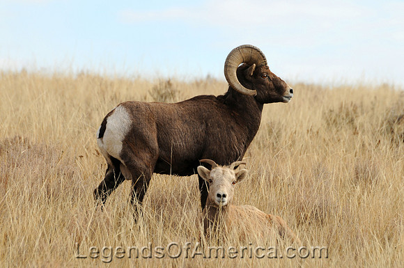 Theodore Roosevelt National Park, ND -  Bighorn Sheep