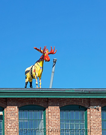 Burlington, VT - Colorful Moose