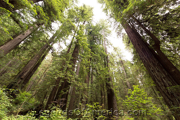 Redwood National Park, CA -2