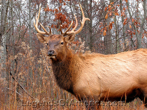 Kentucky Bull Elk