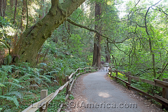 Muir WoodsNational Park, CA - Path