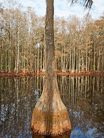 Tallahassee, FL - Cypress Swamp