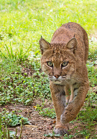 Shenandoah National Park, VA - Bobcat