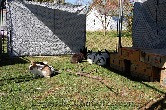 Staunton, IL - Henry's Rabbit Ranch Rabbits