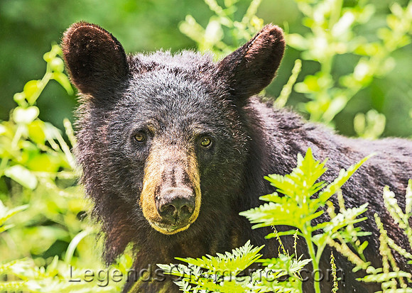 Shenandoah National Park, VA - Black Bear