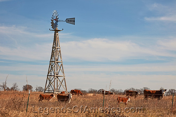 Wynona, OK - Windmill & Cattle