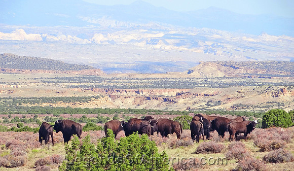 Henry Mountains, UT -  Bison