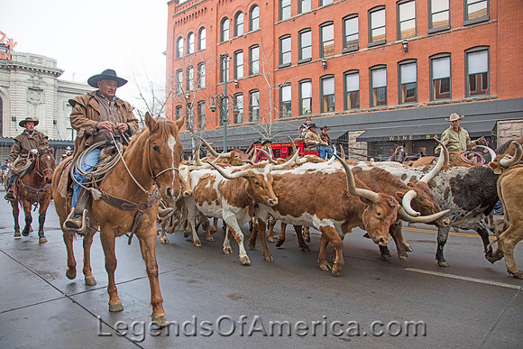 Denver, CO - National Western Stock Show Parade